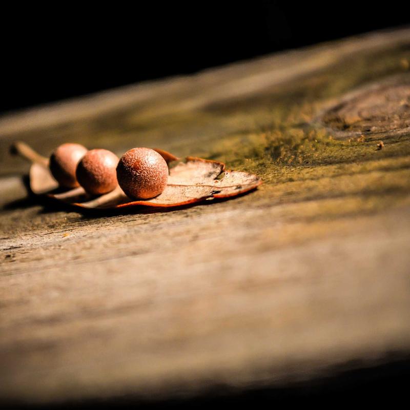 adipisci laudantium maiores