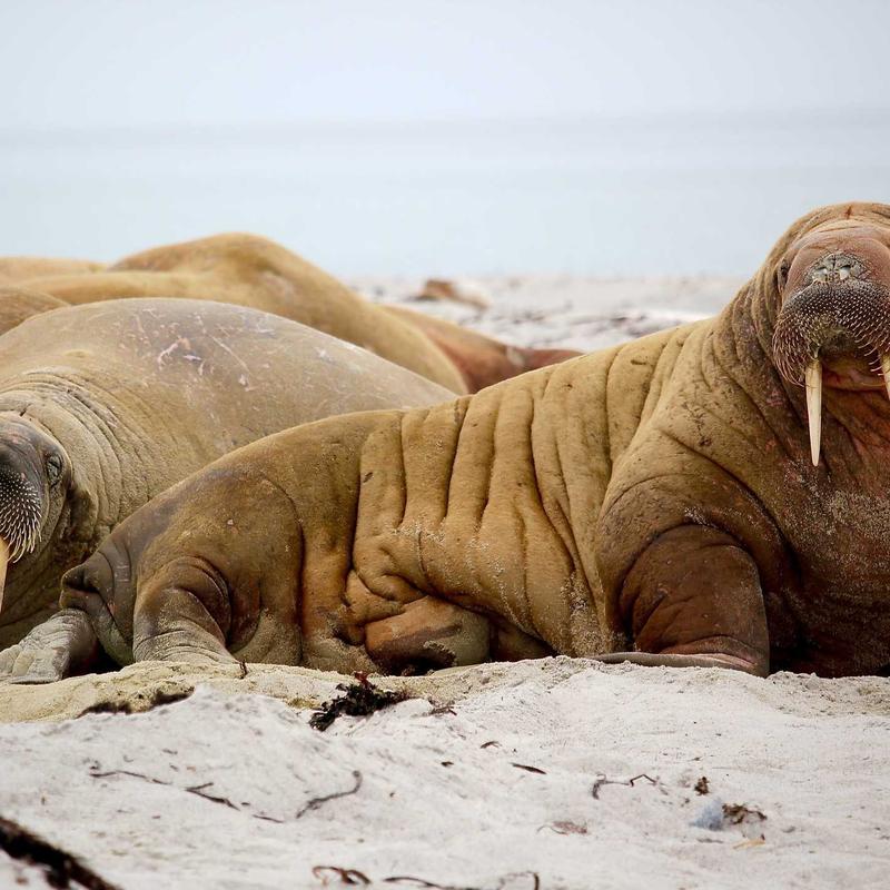 Product 51 - Image 4