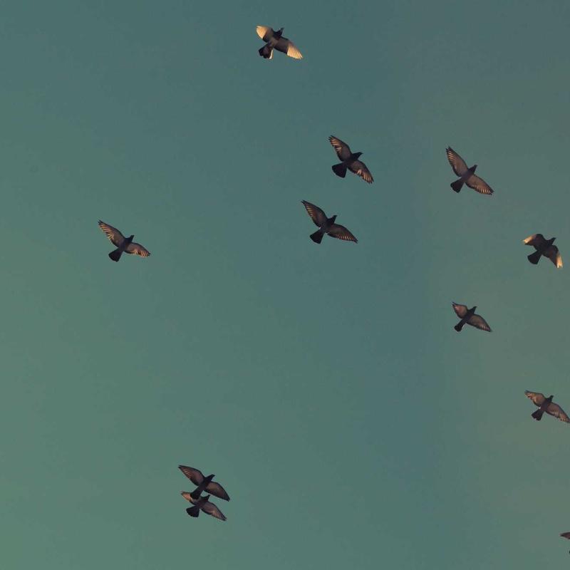 eveniet corrupti perferendis